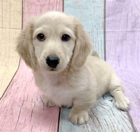 english cream dachshund precio|english cream dachshund personality.